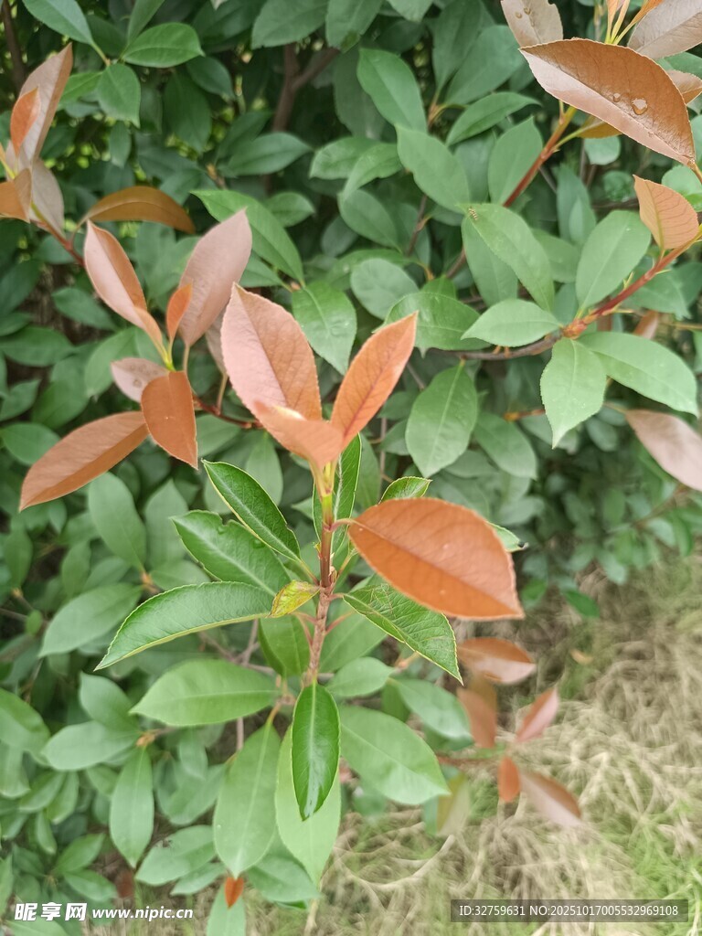 红叶绿植特写