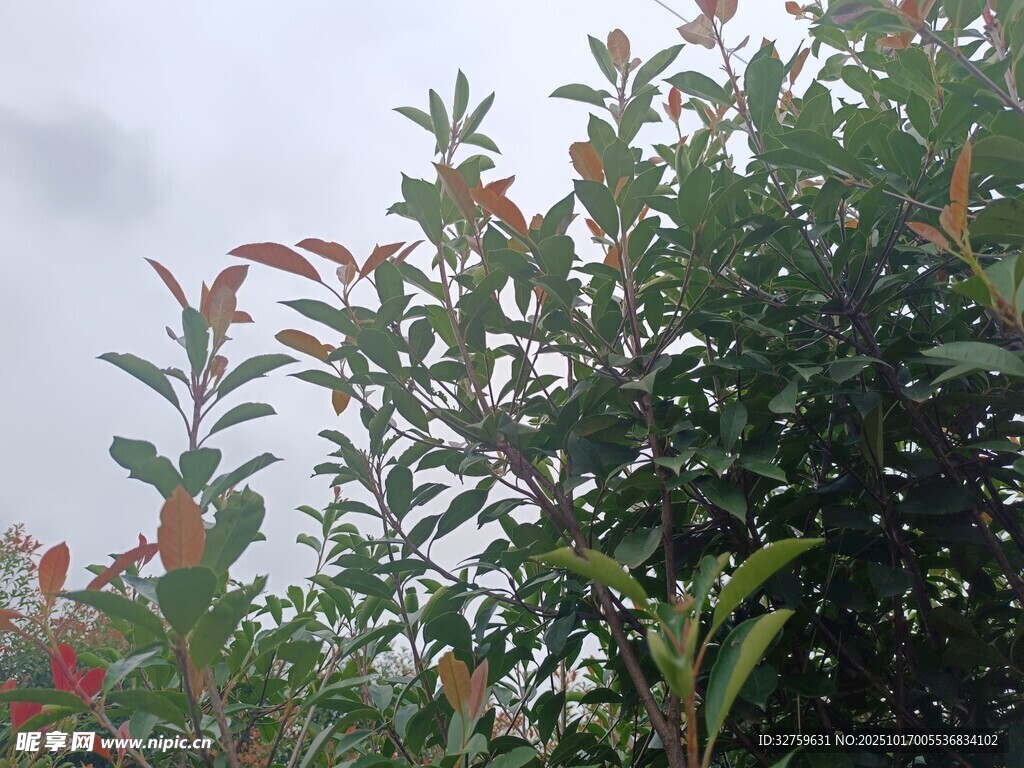绿叶红花的繁茂植物景观
