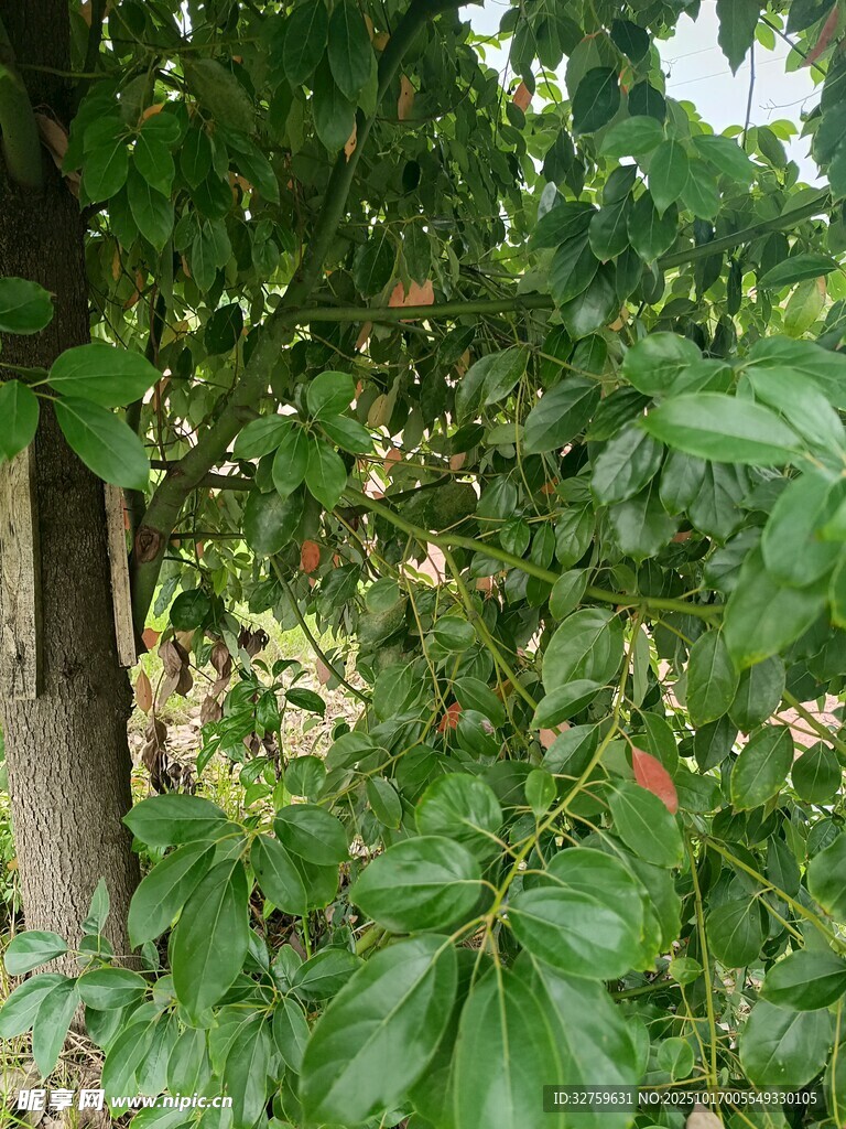 繁茂绿叶间的花朵景致