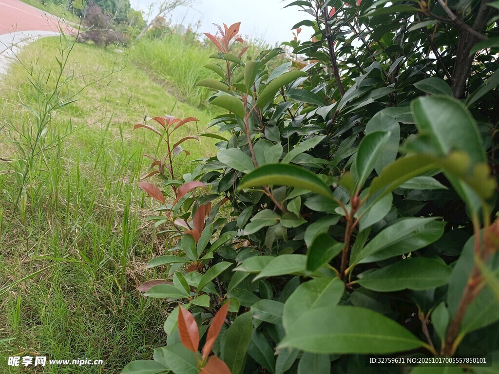 路边绿植景观