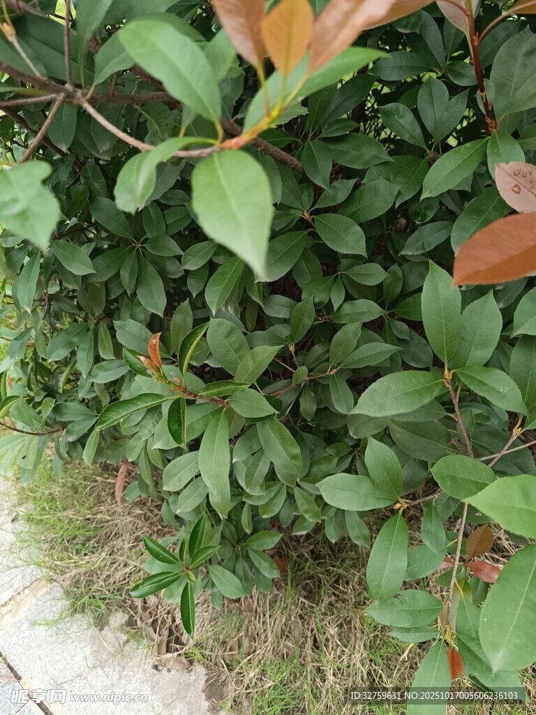 绿叶植物近景特写