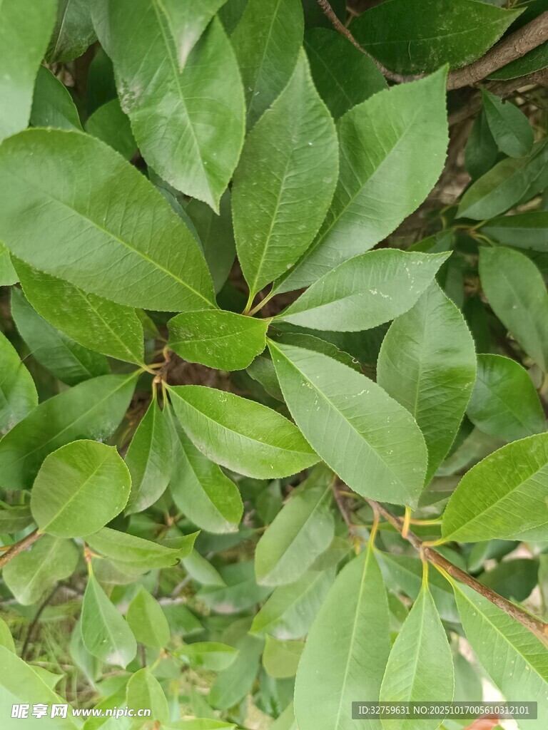 翠绿繁茂的植物叶片