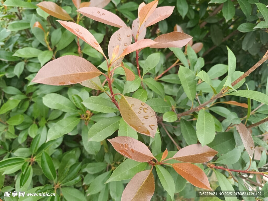 红叶绿植特写