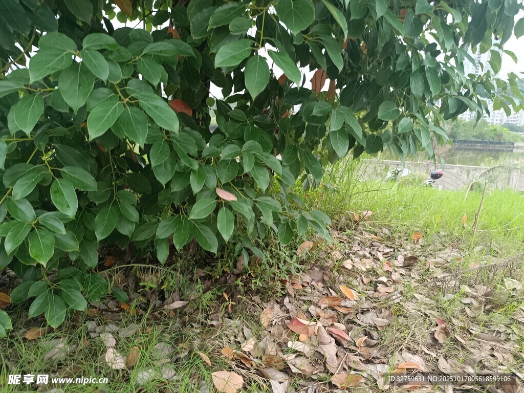 绿叶繁茂的林间角落