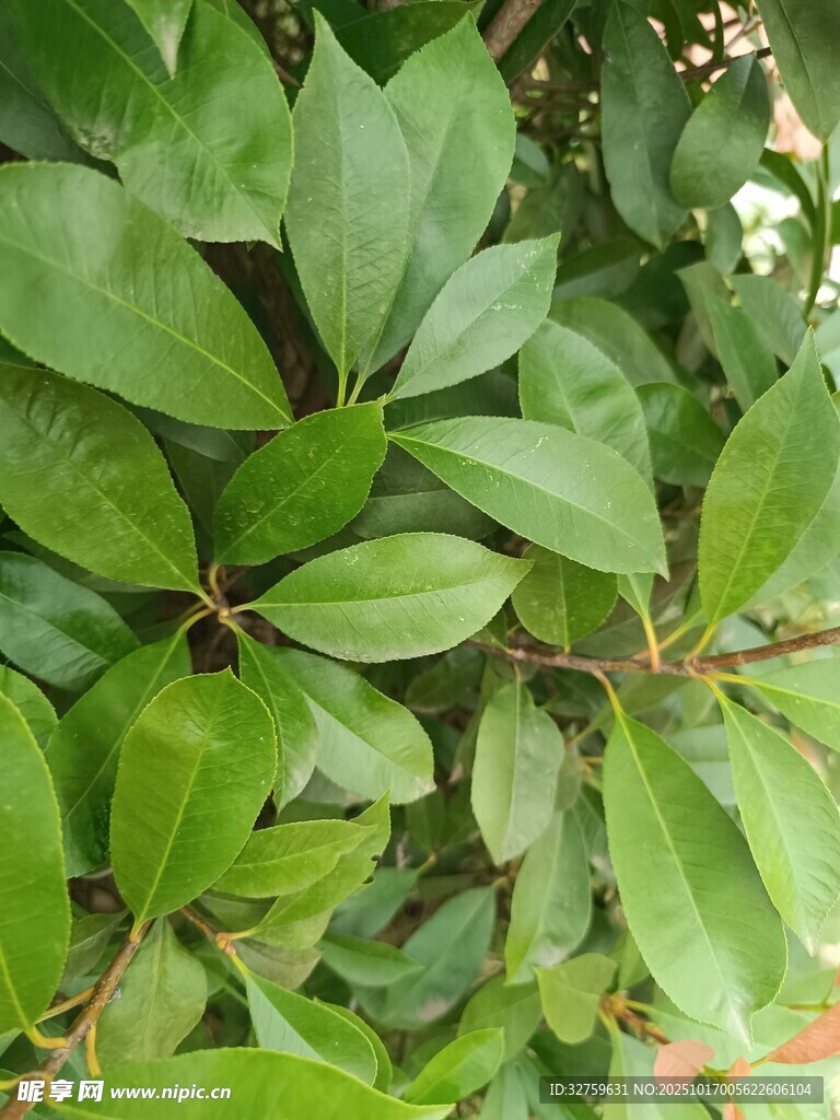 翠绿繁茂的植物叶片