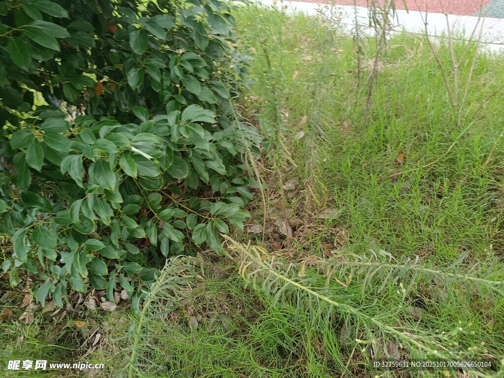 野外丛生的绿植与杂草