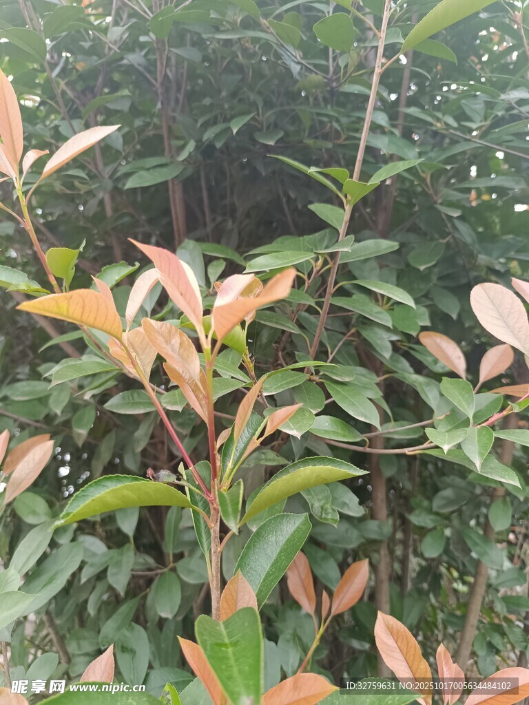 多彩叶片的植物景观