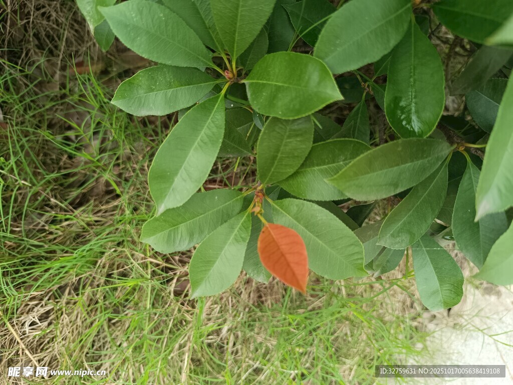 绿叶丛中一抹红