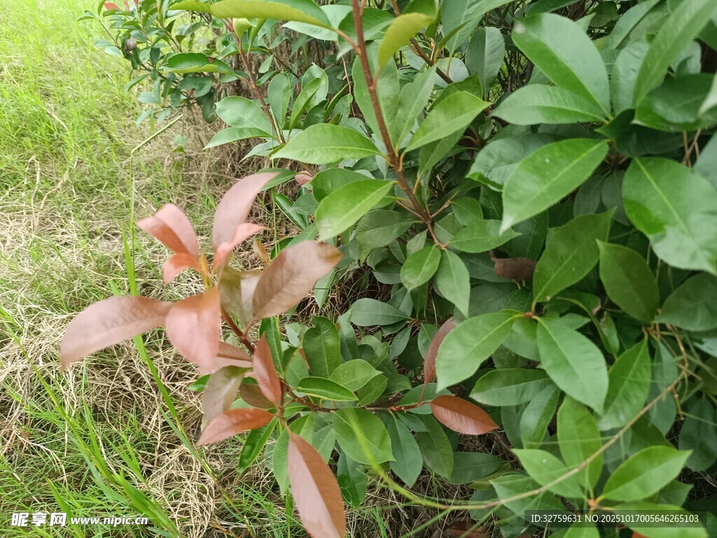 绿叶间的红边植物