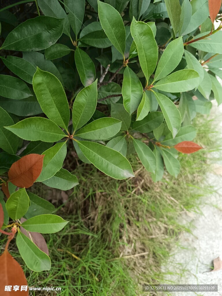 绿叶与红叶交织的植物景观