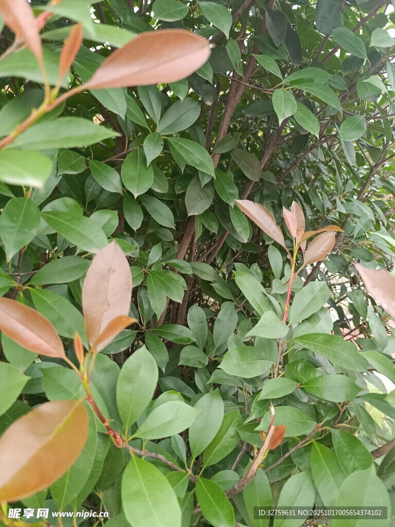 红叶绿叶交织的植物景观