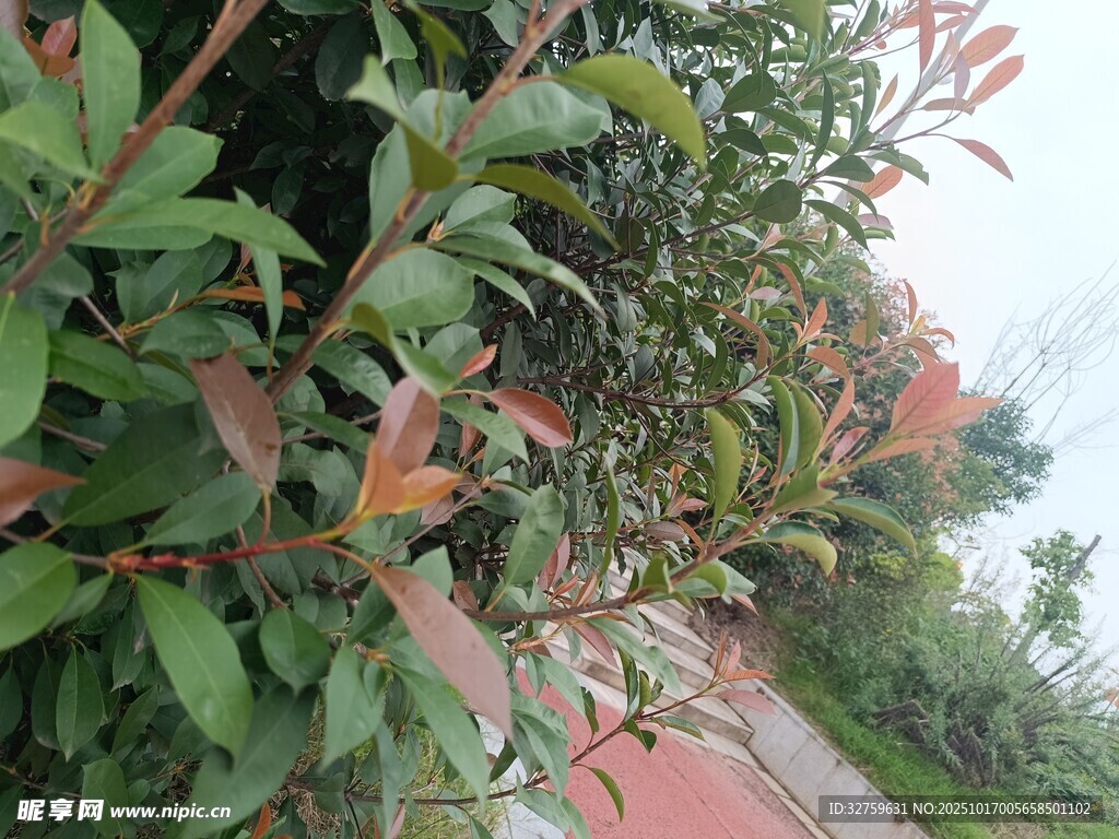 绿叶红枝旁的红色步道