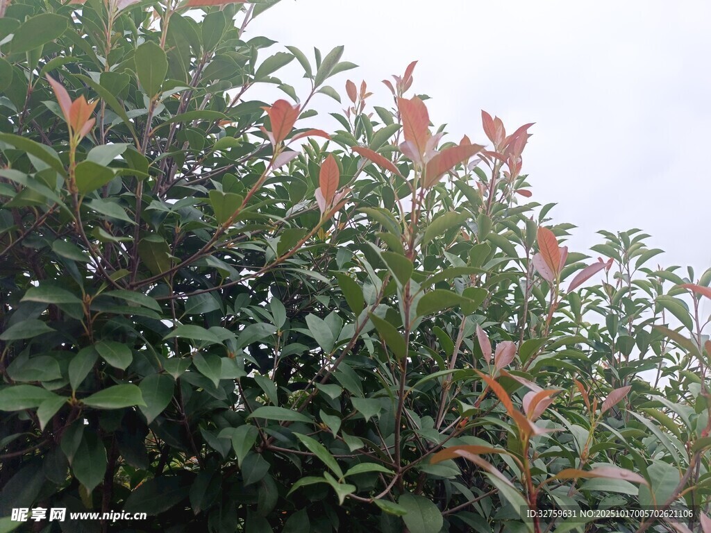 绿叶红梢的繁茂植物