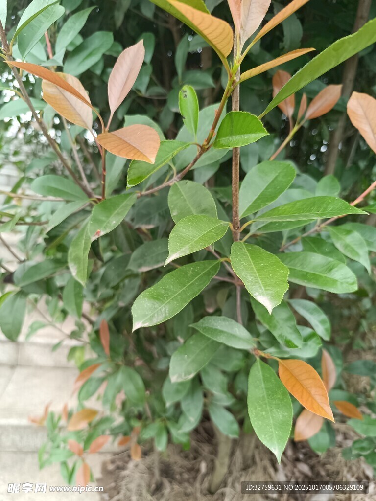 绿叶红边的繁茂植物