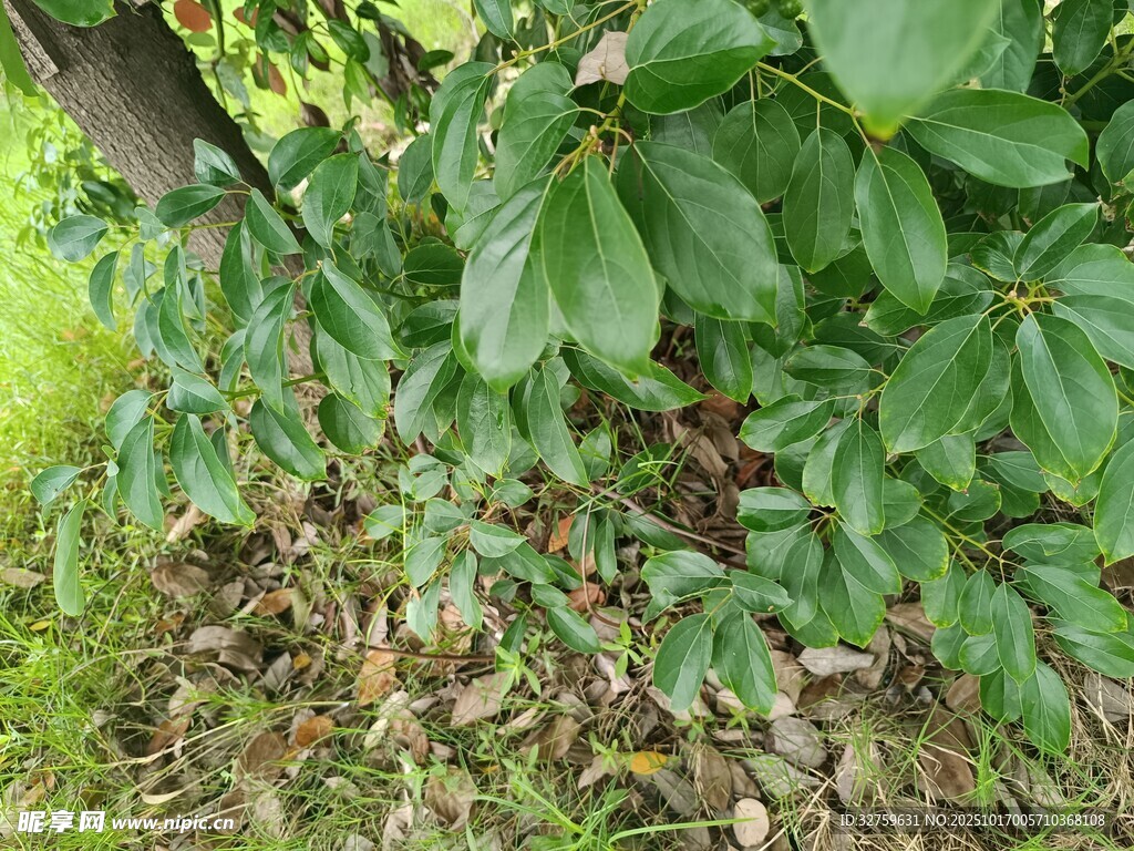 绿叶繁茂的植物景象