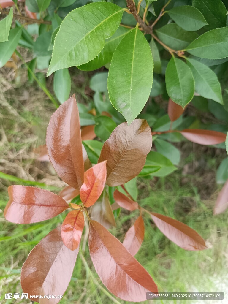 红叶植物特写