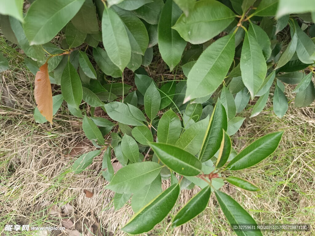 绿叶植物特写