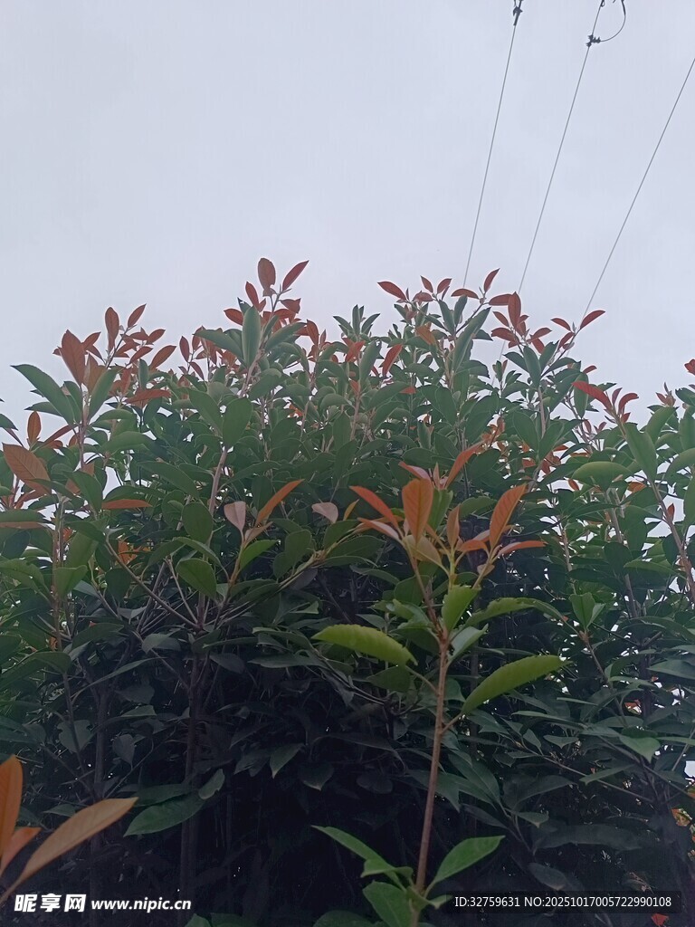 绿叶红梢的繁茂植物