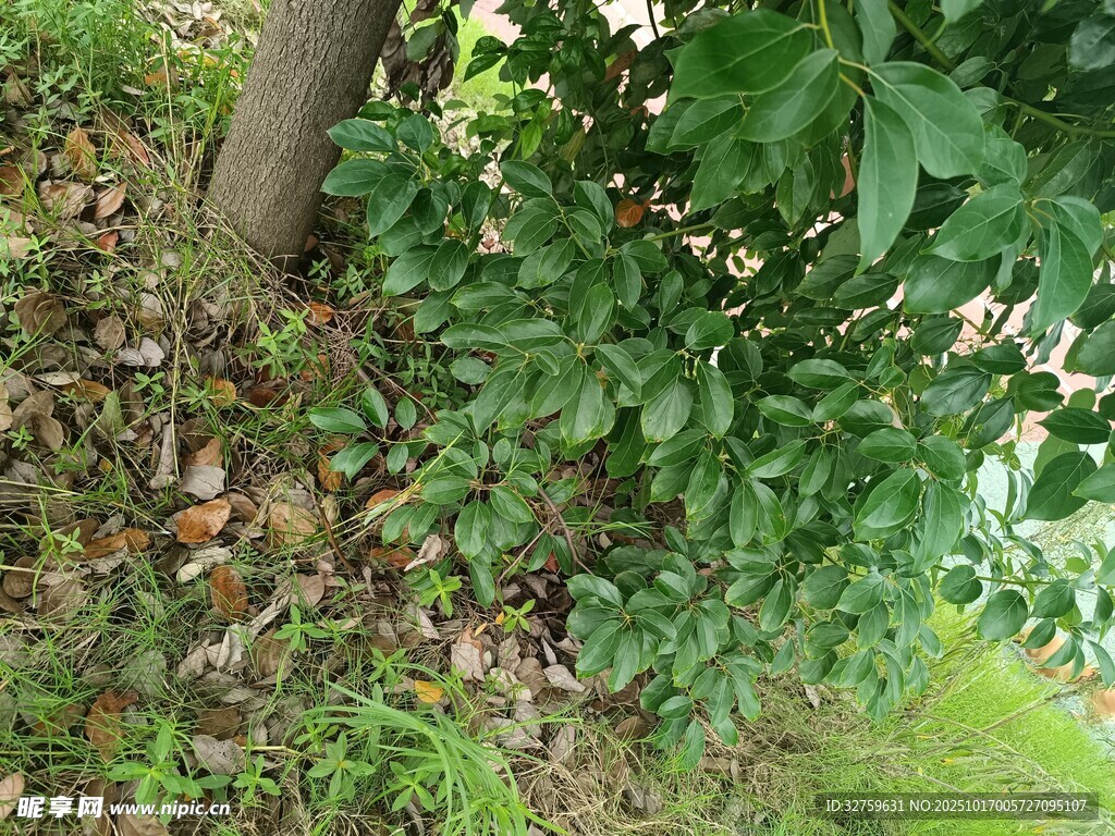 树下绿植景象