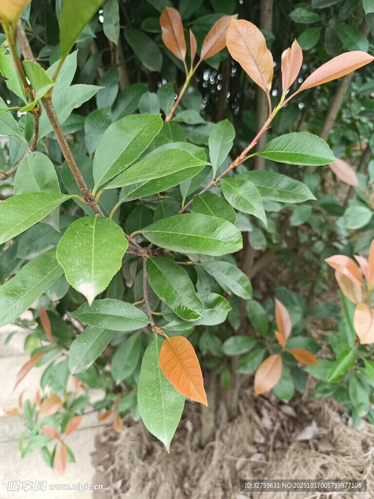 绿叶间的多彩植物景观