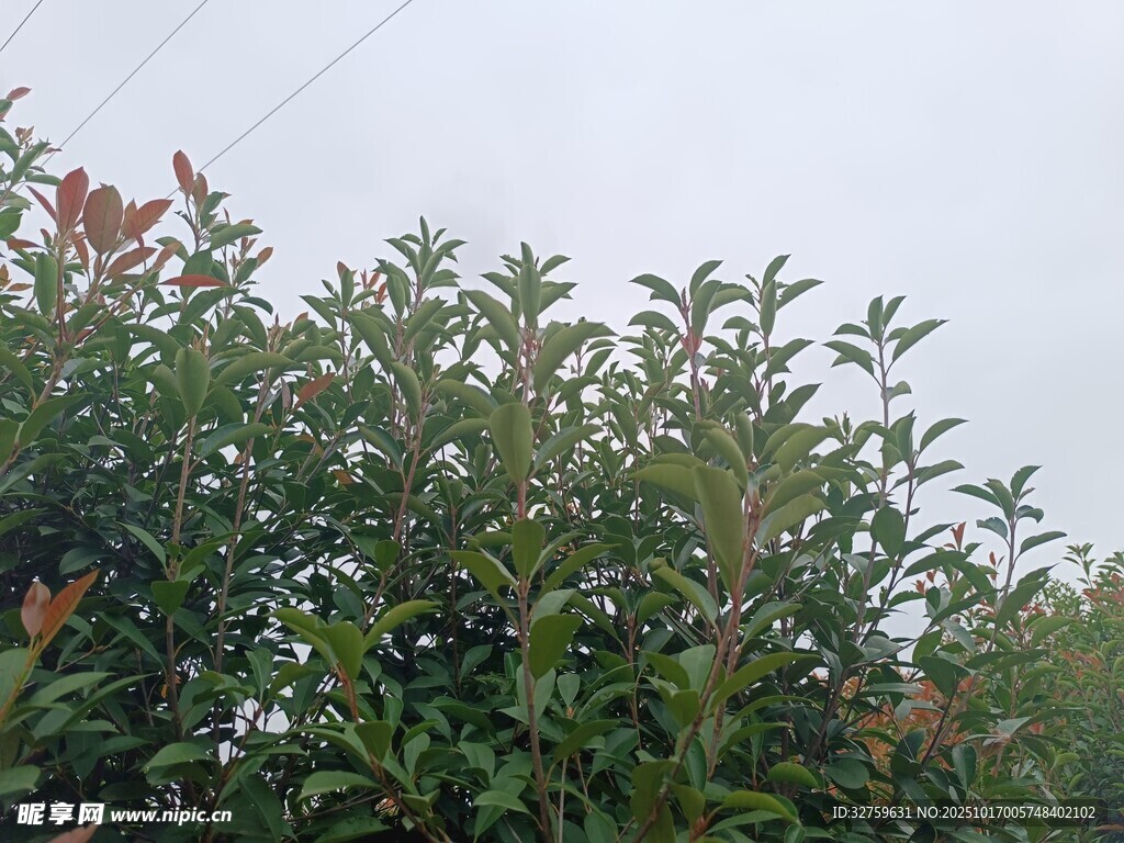 绿叶繁茂的植物景观