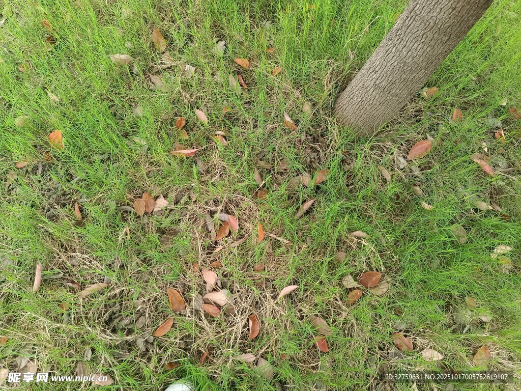 树下草地景象