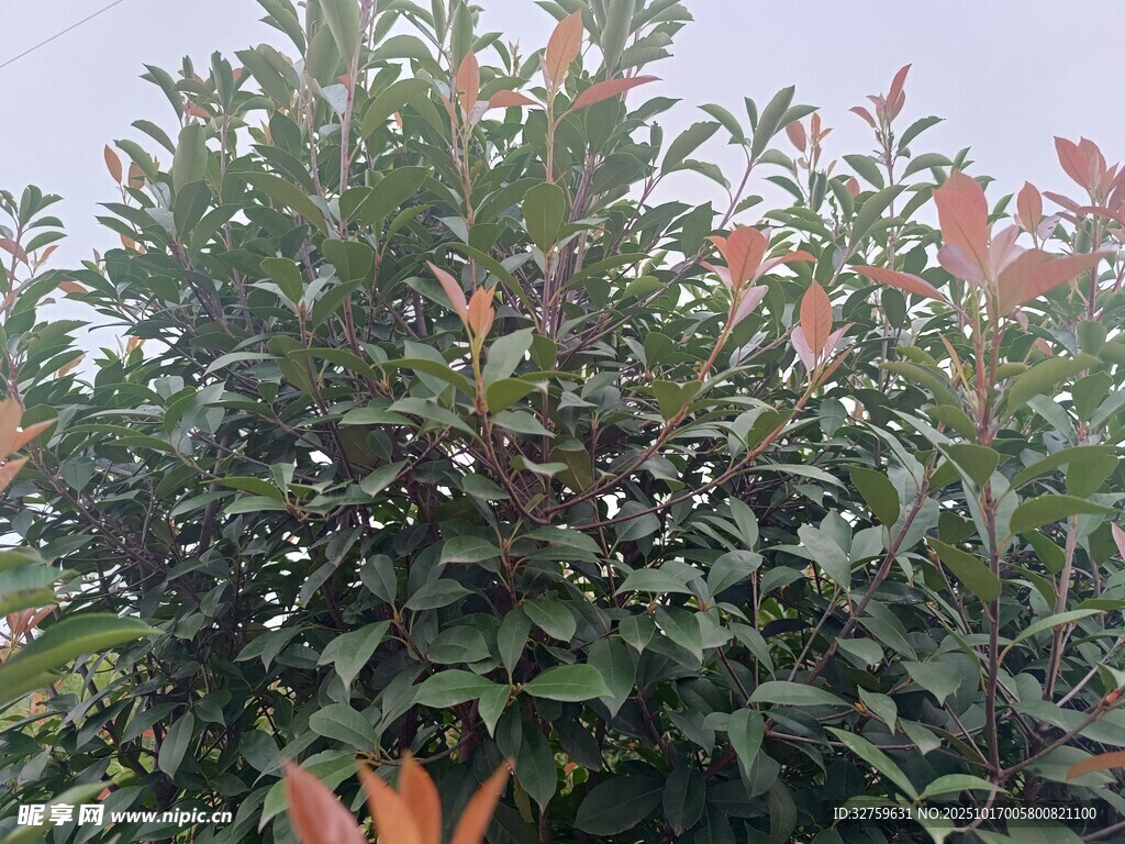 绿叶间的橙红叶片植物