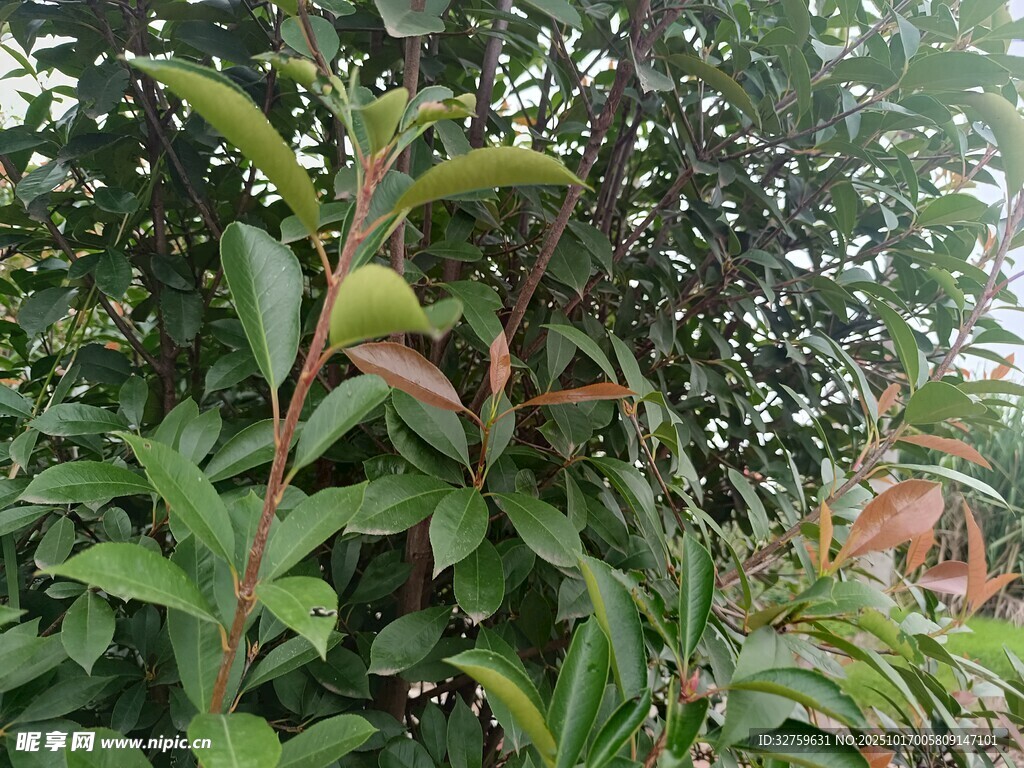 枝头青果隐于繁茂绿叶