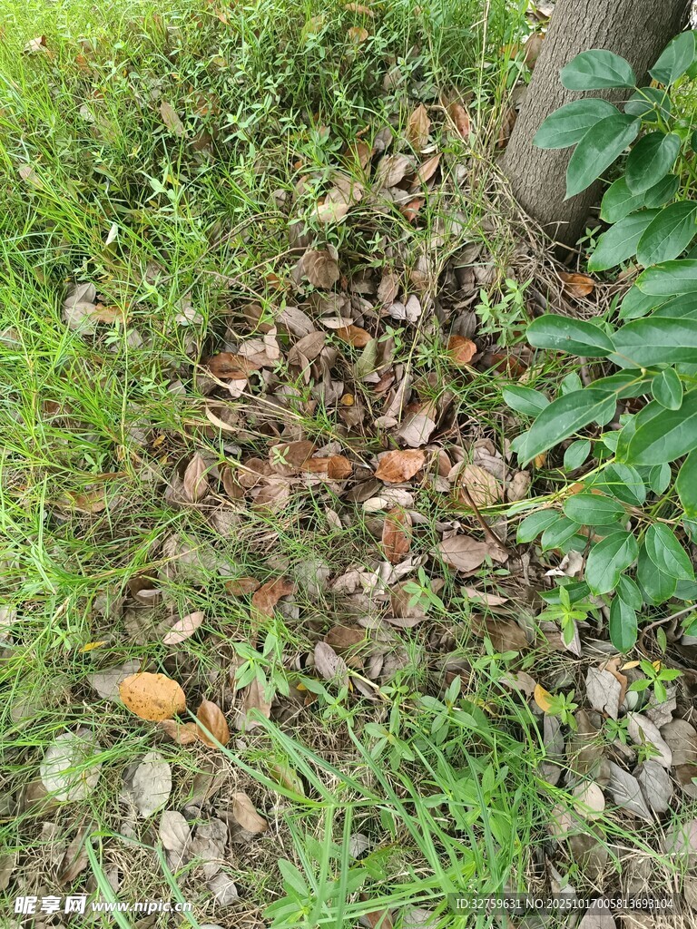 草地间的落叶与绿植