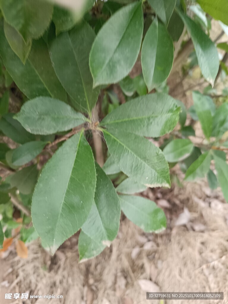 绿叶植物特写
