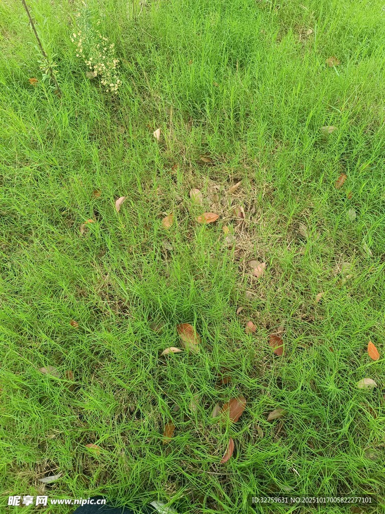 翠绿草地