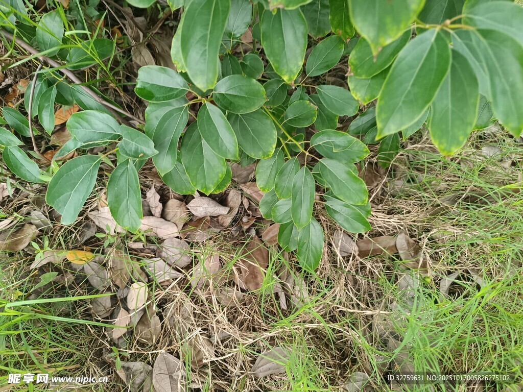 绿叶下的碎石与杂草