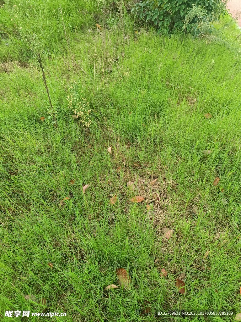 绿意盎然的草地景观