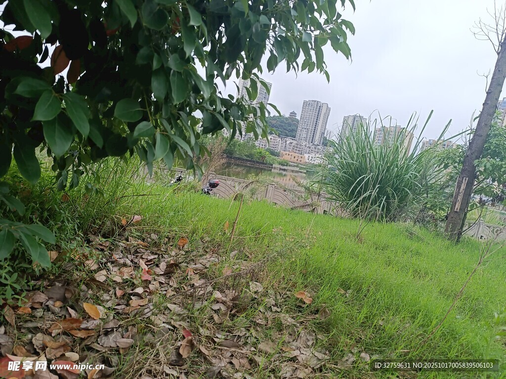 户外草地绿植自然景致