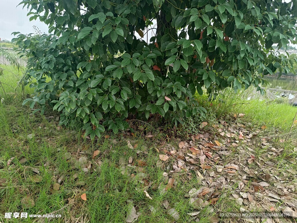 绿叶繁茂的户外树木