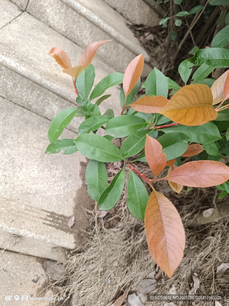 石阶旁色彩斑斓的绿植