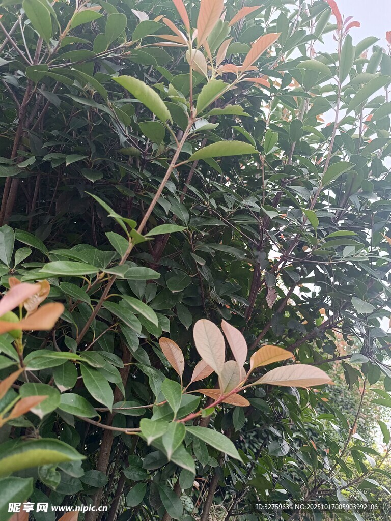 绿叶红梢的植物景象