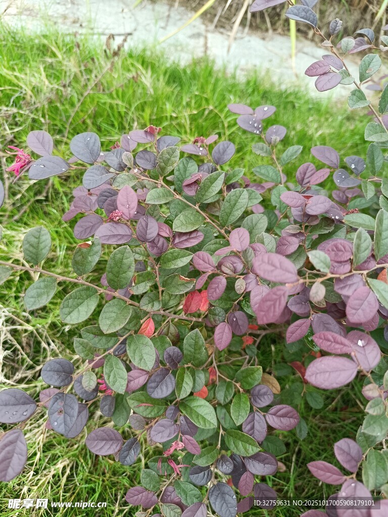 紫叶小檗植物特写