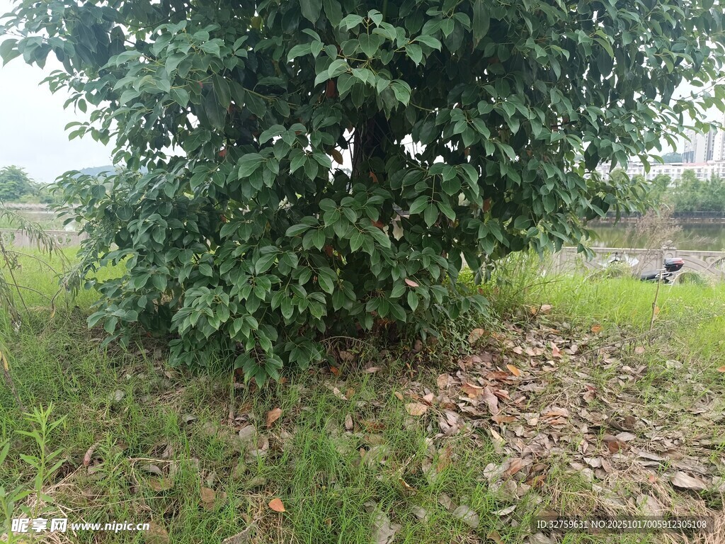 野外茂盛树木与周边草地
