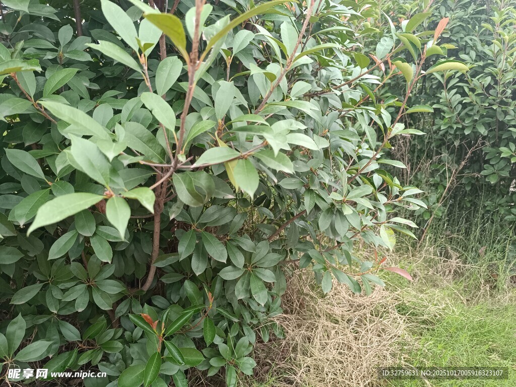 苹果园中的繁茂绿植