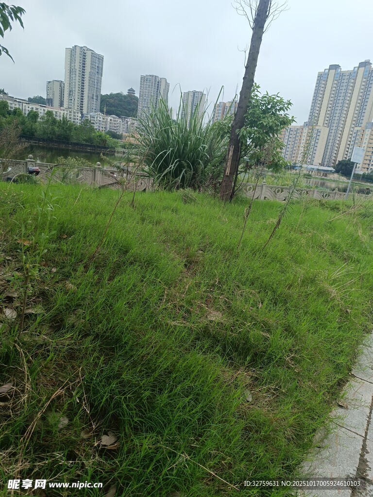 城市边的草地与远处建筑