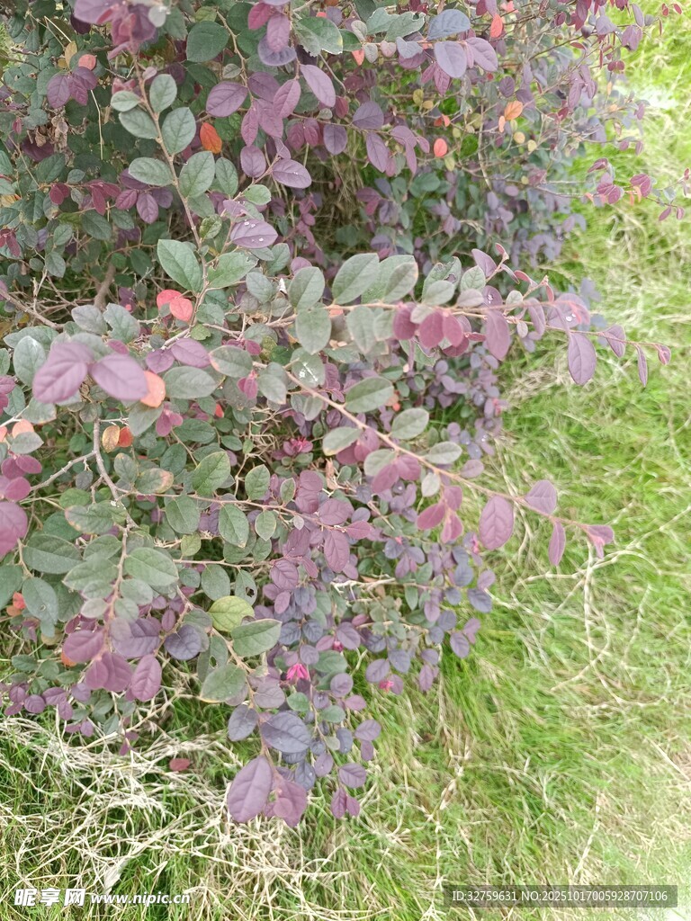 紫叶植物与绿草景观
