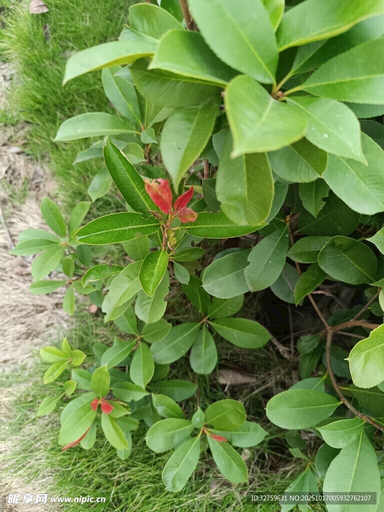绿叶丛中一抹红