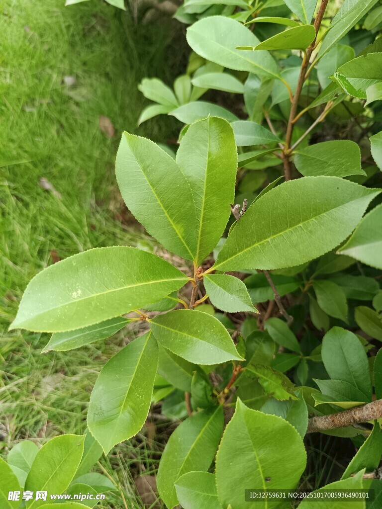 绿叶植物特写