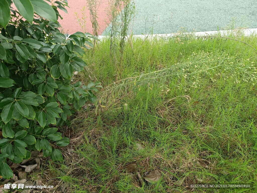 户外草地绿植景观