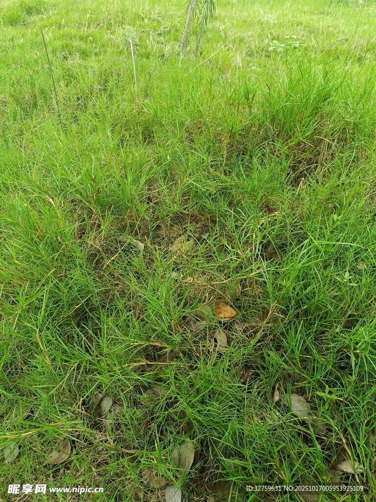 翠绿草地近景