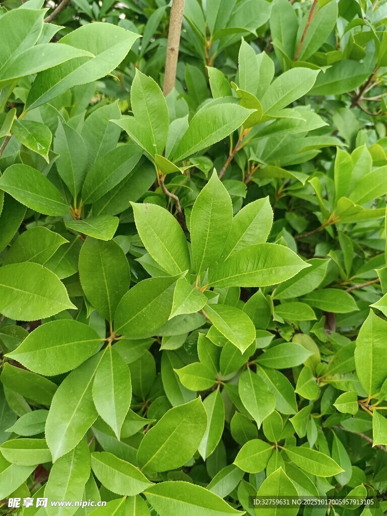 翠绿繁茂的植物叶片