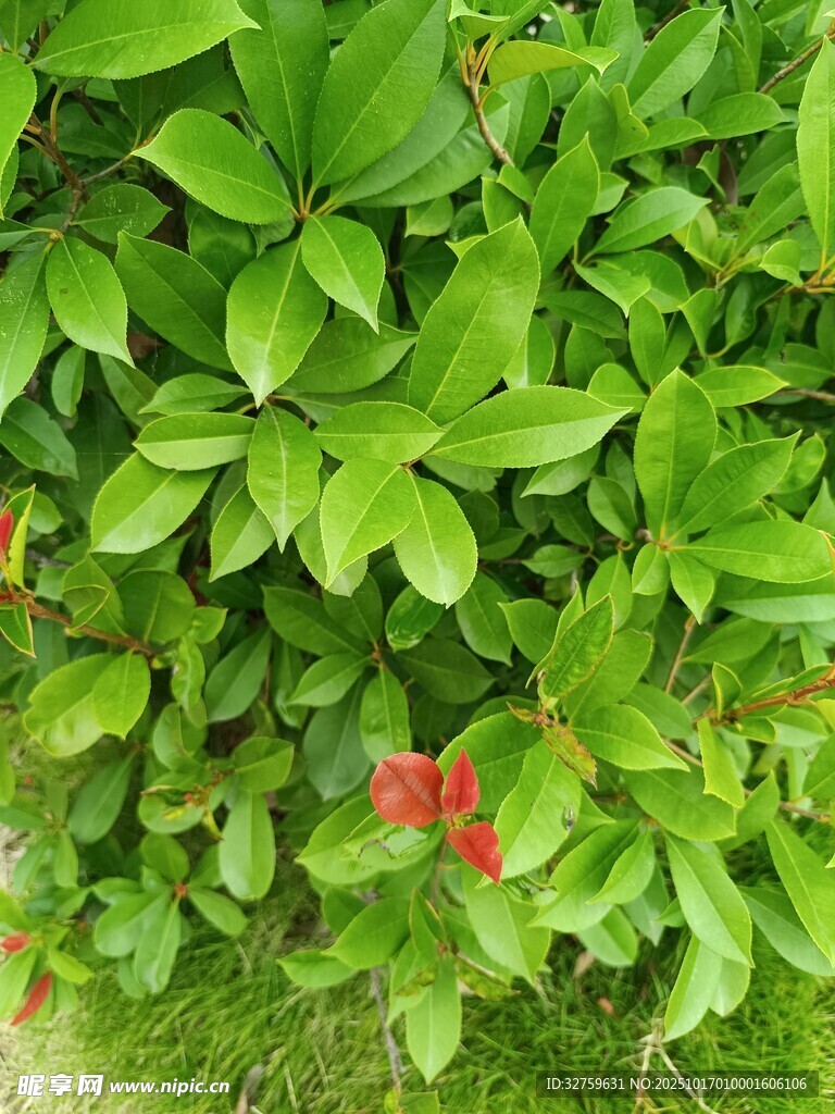 绿叶丛中点点红花