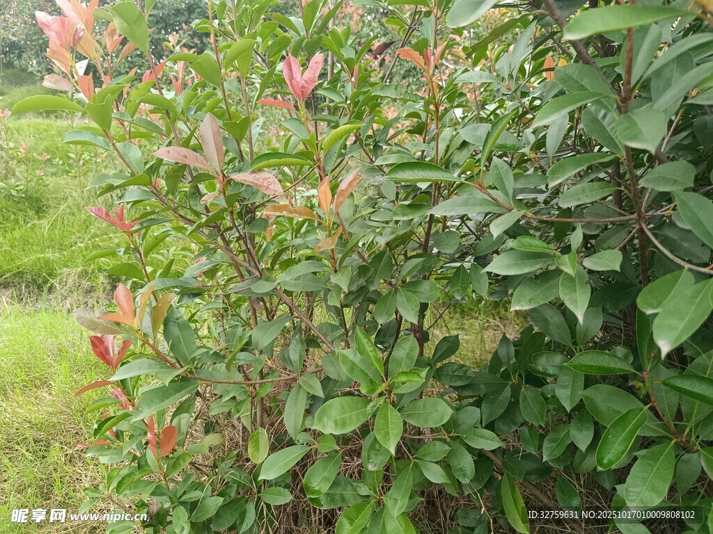 绿叶间绽放的艳丽花朵