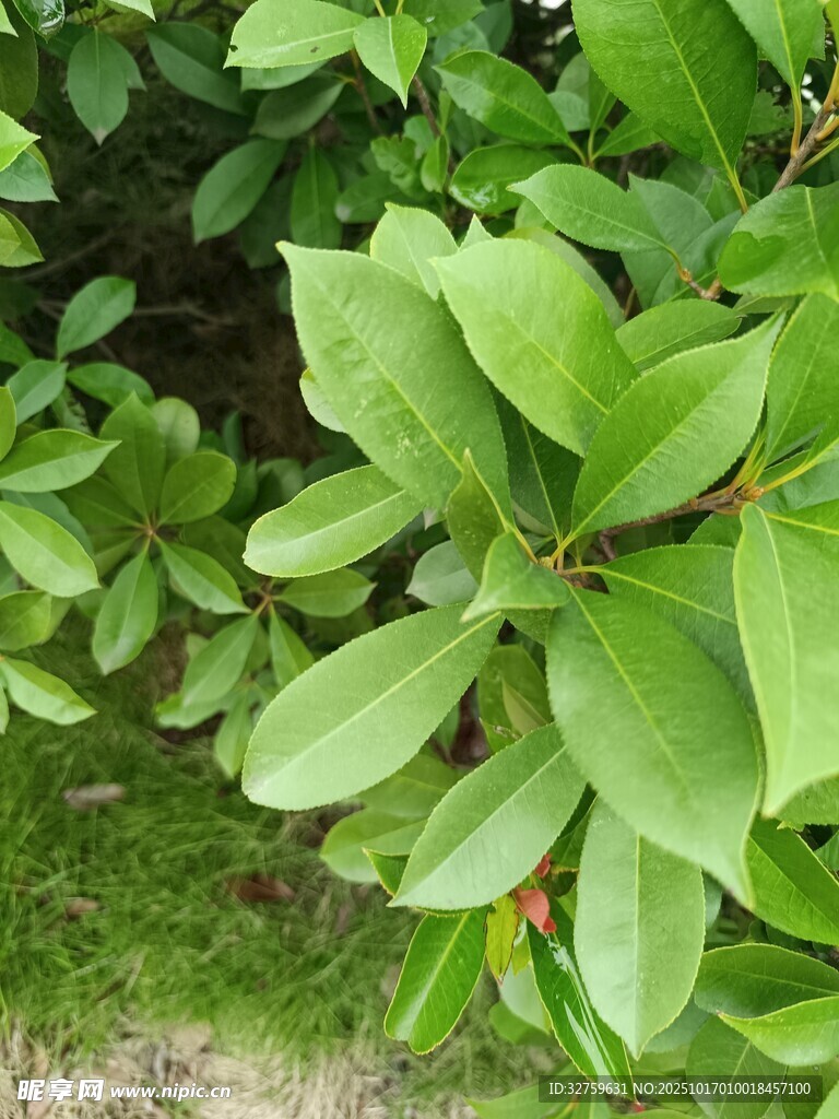 翠绿叶片生机盎然